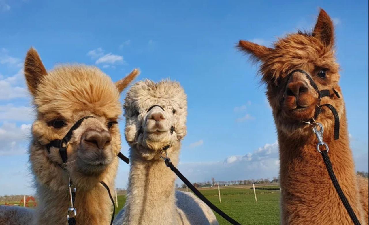 Vakantieboerderij Huize Nuis Noordbeemster Eksteriør billede